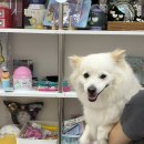 빈티지-826 | 광주첨단소품샵 꾸메상점 광주말랑이 왁뿌볼 파는 곳