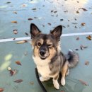 냥이네 | 구로댕냥이네 후기