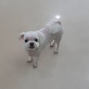 까끼애견미용 이미지