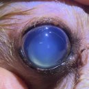 더프라임동물의료원 이미지