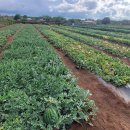 선교농장 이미지