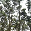 백송 - 중구 다산로33다길 45 | 백송
