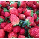 홍양농장 이미지