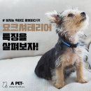 에이펫(A-PET) | 요크셔테리어 특징을 살펴보자! 보호자가 알아야 할 요크셔테리어 성격, 활동량, 털 관리 등의 모든 것!