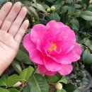 거대륜 동백 명 : 프랭크 하우저-Frank Houser / 미국 동백꽃 American Camellia 주작 유튜브영상 공유 이미지