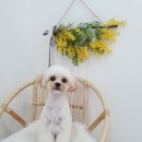 포시랍개 이미지