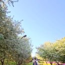 꽃길 농장 | 수원 탑동시민농장 사과꽃길 힐링 산책🌸 강아지랑 한적한 봄 나들이
