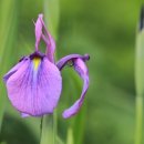 창포농장 이미지