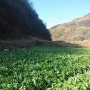 청정지역 무공해 (무우청 -시레기 ) 맛들 보세요 이미지