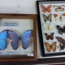 주필거미박물관 이미지