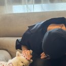 꼬순내 Daum카페