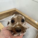 모들펫살롱 이미지