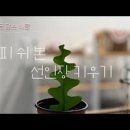 피쉬본 선인장 생선뼈 선인장 키우기 자구 물주기 팁 이미지