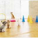 더펫 강아지분양 고양이분양 일산본점 이미지