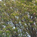 (주)인바디 | 70.9 스위치온 다이어트 유지기 8일차 후기 치팅주 + 인바디 결과 = 요요(?)