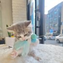 일산고양이분양 라라캣츠 이미지
