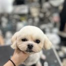 탑 애견 이미지