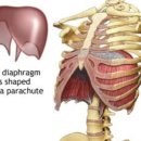 머슬핫바디 이미지
