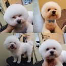 개 웃는날 이미지