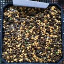 카라스페이스 이미지