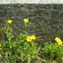 일민유치원 이미지