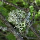 숲속의향기 이미지