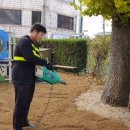 변동초교병설 이미지