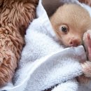 나무늘보 이미지