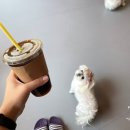 멍멍아 준비땅 이미지