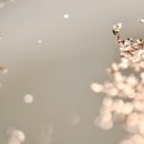 라에르 | 여자 니치 향수 추천 , 라 에르(LAERE) 향수 로즈 드 뤼느 사용한 후기