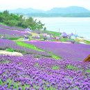 퍼플섬민박 이미지