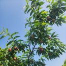 인지공판장 이미지