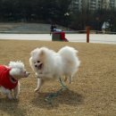 샤방하개 이미지