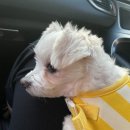 로미 펫 살롱 이미지