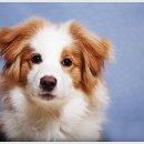 드림독 강아지분양 안심분양센터 부천점 이미지