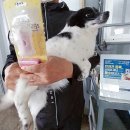 제이에스 동물병원 이미지