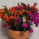 부활절 선인장(Easter Cactus) 이미지