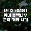 위미돌담스테이 | [제주 남원읍] 위미 동백나무 군락 개화 시기