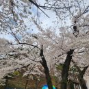 수원시 팔달구 향교로 93 | [수원 벚꽃 명소] 수원 벚꽃개화 숨은벚꽃명소 옛경기도청사 팔달산 벚꽃길 코스