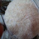 영인농장 이미지