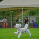 멍쌤 펫 살롱 이미지