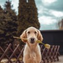 메이저독 이미지