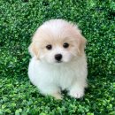 김동권 독 트레이닝센터 | 서울강아지분양 꼬똥드툴레아분양 전문 헬스독 송파점