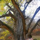 보석사   은행나무 이미지