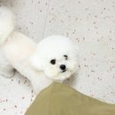 마릴린펫 이미지