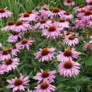 체이스약국 이미지