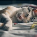 포레스포 이미지