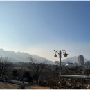 고성인삼