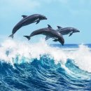 돌핀 이미지