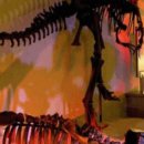 자연사박물관우석헌 이미지